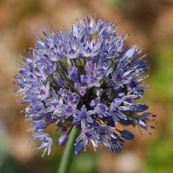 Ail décoratif bleu - Allium Caeruleum Azureum